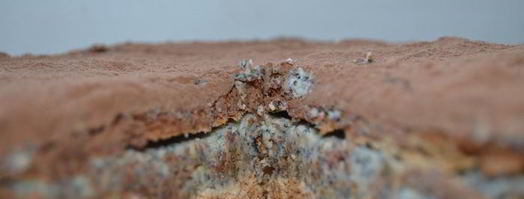 торт-безе с маково-сливочным кремом. Шаг 8