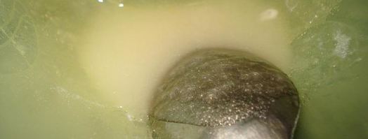 мусс лимонный. Шаг 8