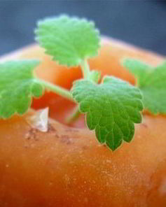 Абрикосовый щербет