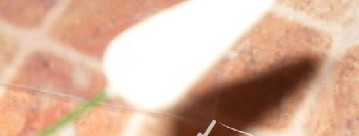 мастика из маршмеллоу и розы. Шаг 12