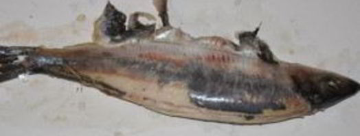 форшмак классический. Шаг 4