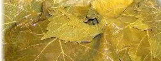 долма с мясной начинкой. Шаг 7