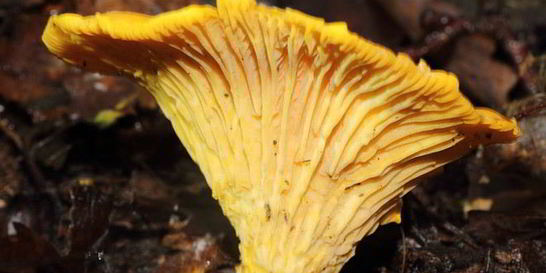 Лисички жареные с луком