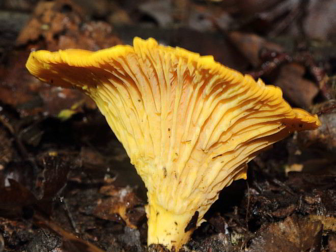 Рецепт лисичек жареных с луком