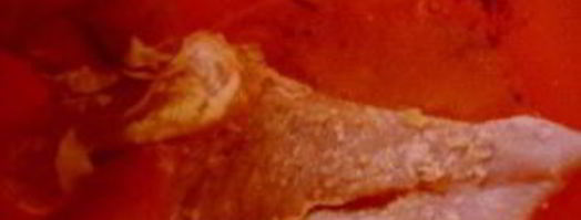 котлеты помпадур. Шаг 4