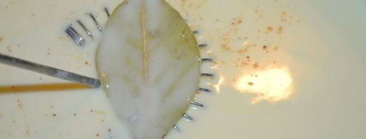 лазанья со шпинатом и рикоттой. Шаг 6