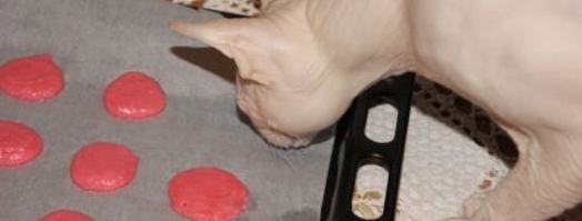 макароны с белым шоколадом. Шаг 10