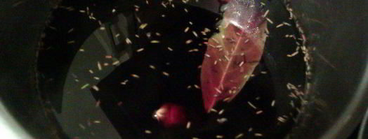 модная говядина по-французски в пряном вине. Шаг 3