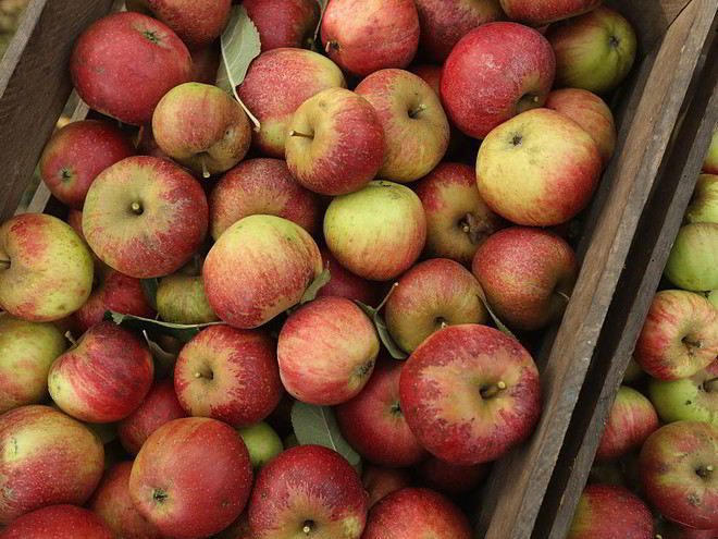 Рецепт печени с яблоками