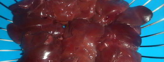 печень со стрелками чеснока. Шаг 3