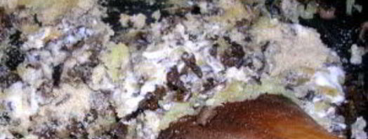 польские пельмени ушки. Шаг 4