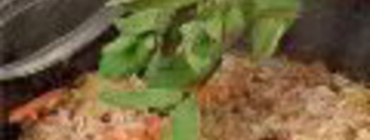 плов с морковью и сухофруктами. Шаг 7