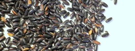 ризотто с белой рыбой венере. Шаг 6