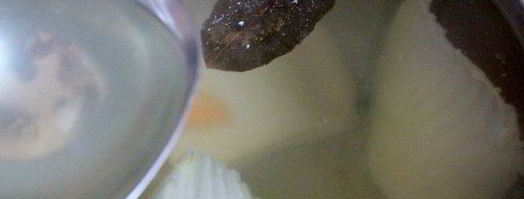 ризотто с белой рыбой венере. Шаг 8