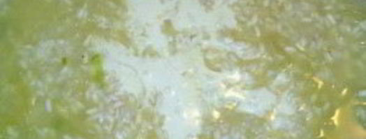 ризотто в мультиварке. Шаг 6