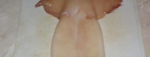 фаршированные рисом и грибами кальмары. Шаг 31