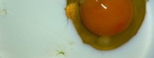 филе пангасиуса в кляре. Шаг 3