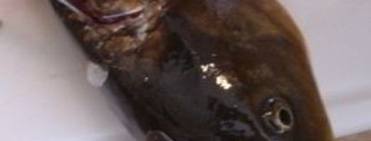 карп с лимоном. Шаг 3