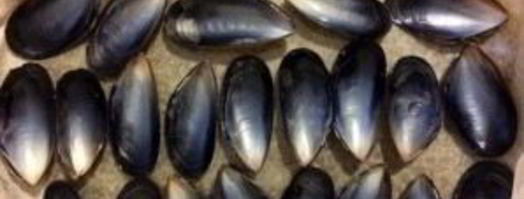 мидии в раковинах в духовке. Шаг 7