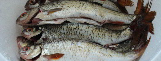 запеченная плотва. Шаг 3