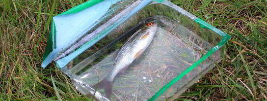 запеченная плотва. Шаг 10