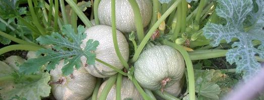 каша отыквенная. Шаг 5