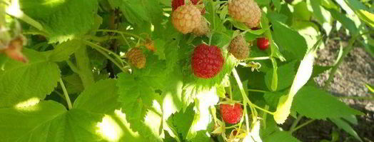 овсянка с ягодами. Шаг 3