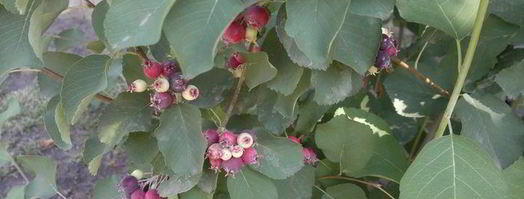 овсянка с ягодами. Шаг 4