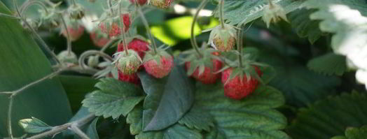 овсянка с ягодами. Шаг 5