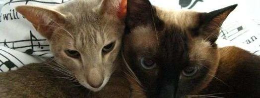 овсянка. Шаг 122