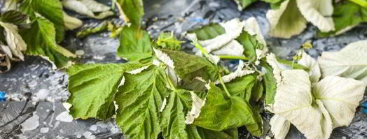 малиновый чай. Шаг 6