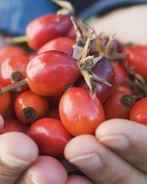 Домашнее вино из шиповника