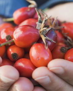 Домашнее вино из шиповника