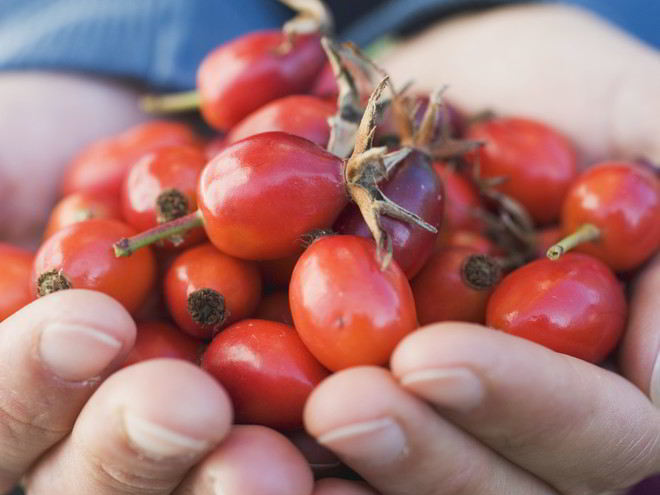 Рецепт домашнего вина из шиповника