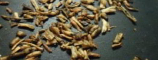 кофе из корней одуванчика. Шаг 3