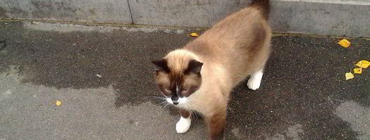 лед и кофе. Шаг 8