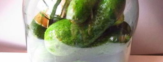 огурцы квашеные с водкой. Шаг 6