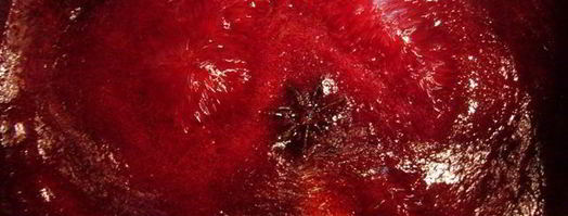 желе из красной смородины с водкой. Шаг 4