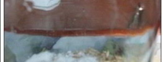 квас из овса. Шаг 4