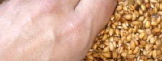 квас из пшеницы. Шаг 3