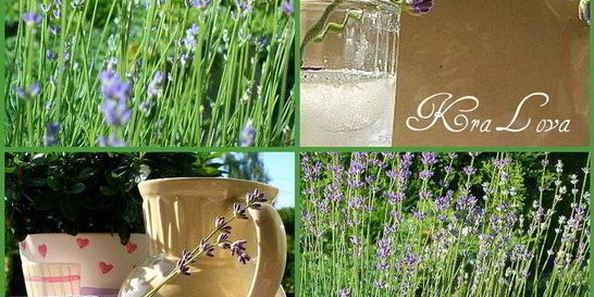 Лимонад с лавандой