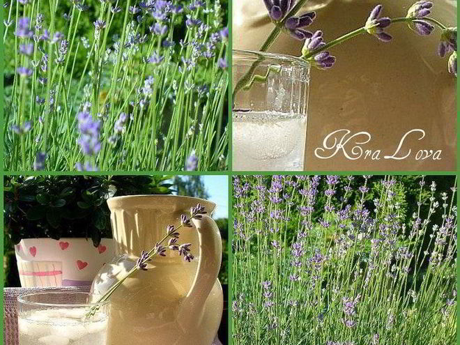 Рецепт лимонада с лавандой