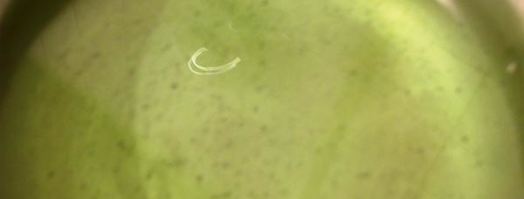 тархуновый лимонад. Шаг 5