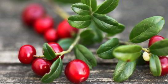 Домашняя наливка из брусники