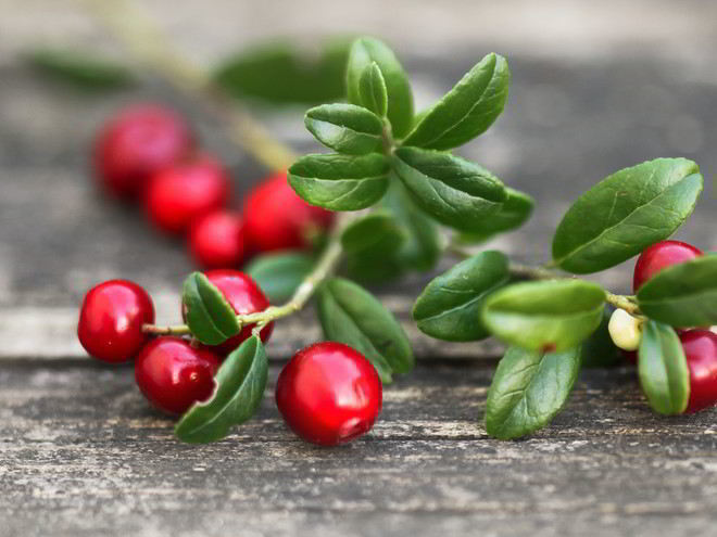 Рецепт домашней наливки из брусники