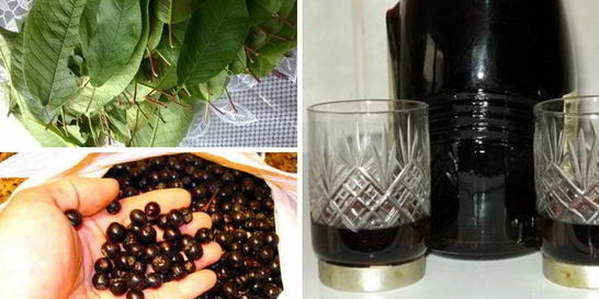 Наливка 100 листьев