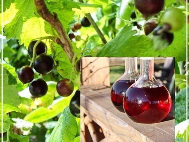 Рецепт наливки черносмородиновой