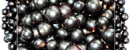 наливка черносмородиновая. Шаг 3