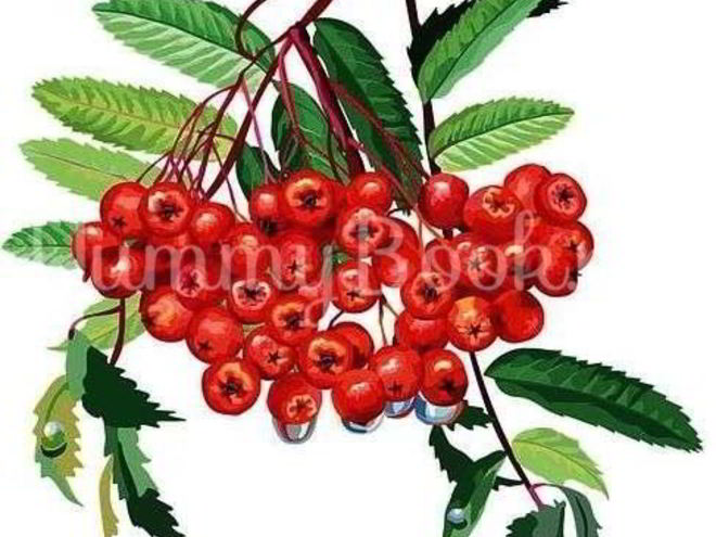 Рецепт рябиновой наливки