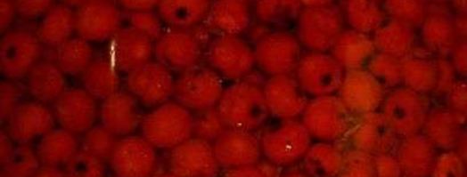 рябиновая наливка. Шаг 28